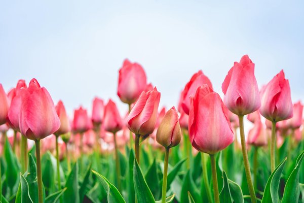 Découvrez comment les nématodes favorisent un jardin durable